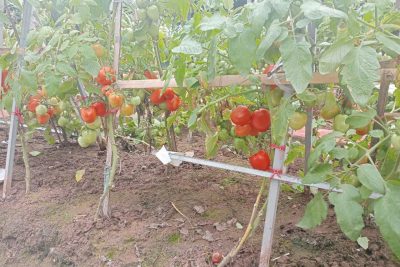 Vườn trường mầm non Giao Long